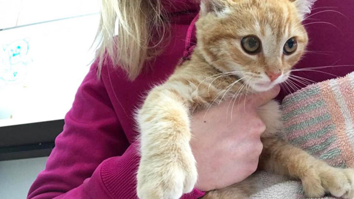 Stray Three-Legged Kitten | Best Friends Animal Society