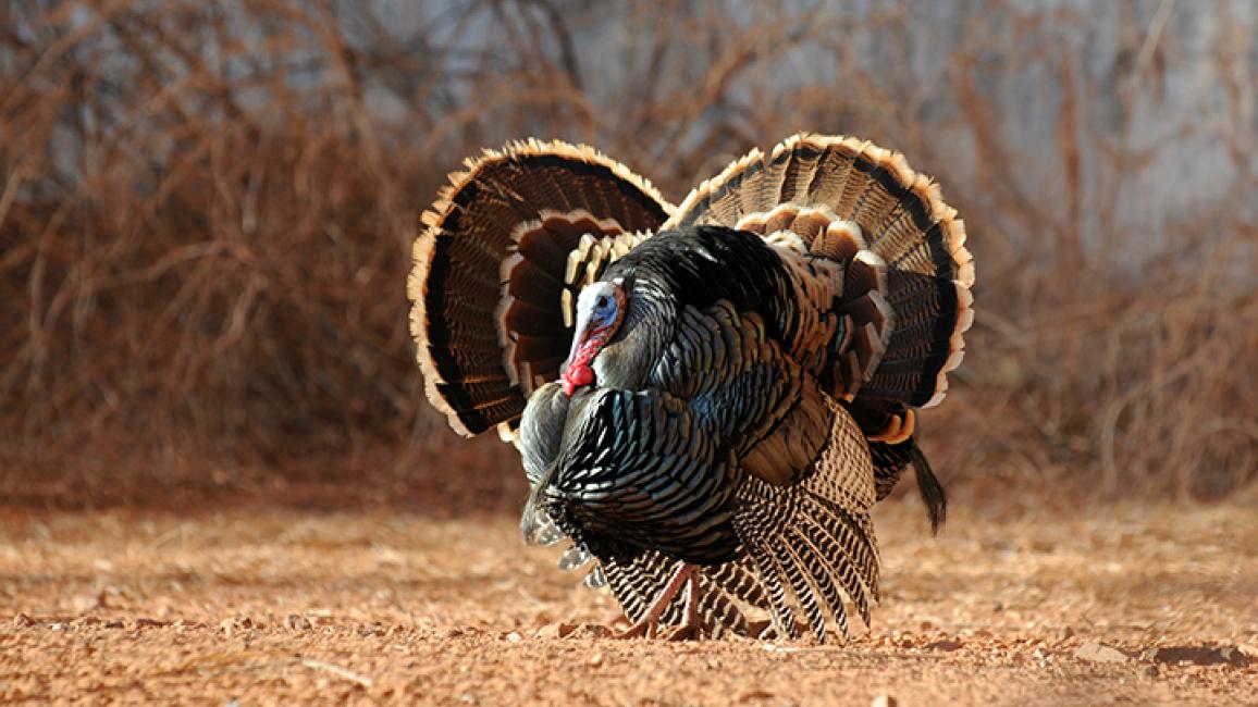 50 Fun Facts About Turkeys 2024's Most Surprising Listicle!