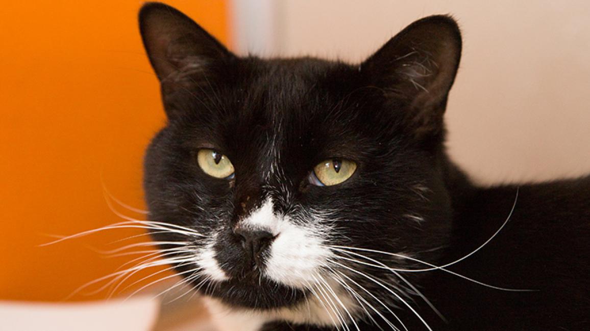 Tuxedo-cat-adoption-Elvis-4059sak.jpg
