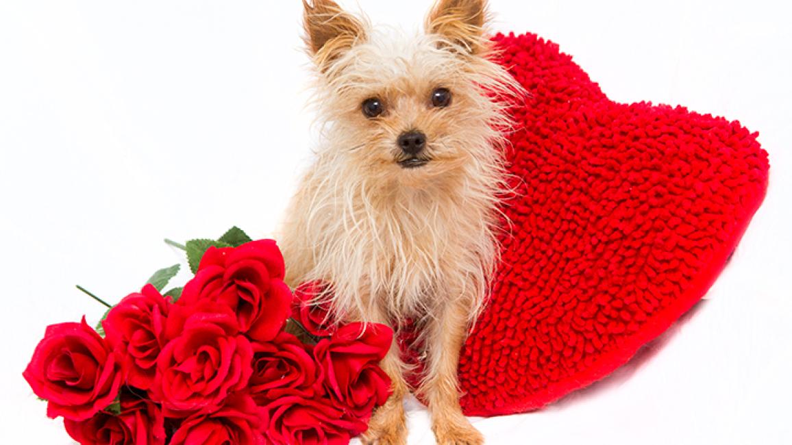 Valentine-love-pet-Jinxy-Valentine-5614sak.jpg