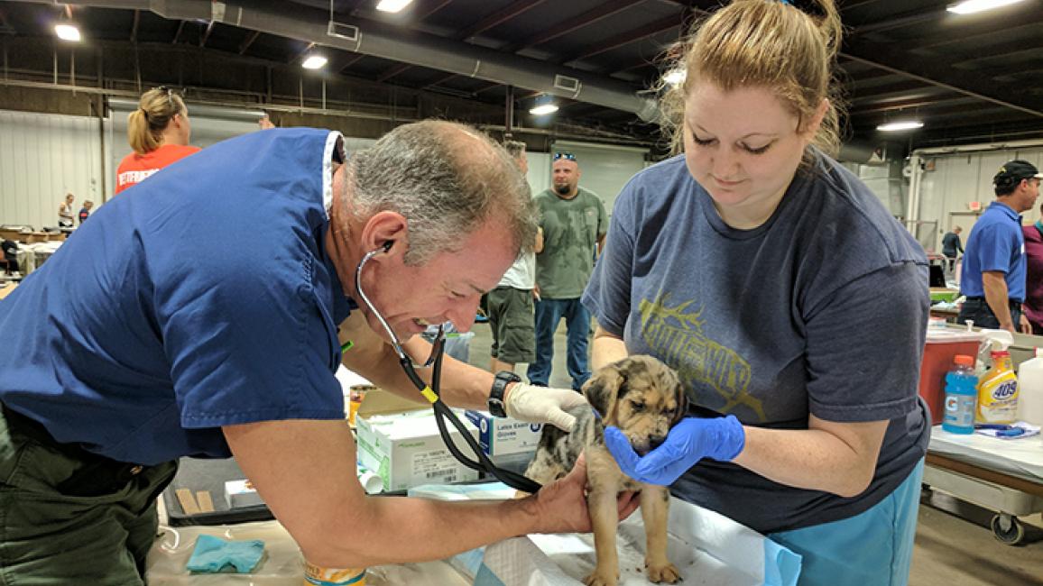 Vet-care-Hurricane-Harvey-20170903-102735.jpgML_.jpg