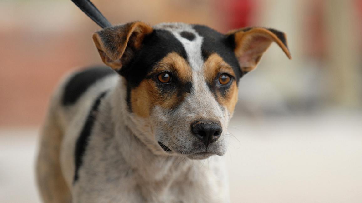 2274-Heeler-Mix.jpg