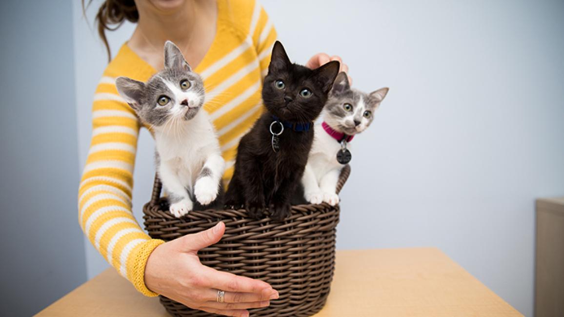 Animal-joy-HerdingKittensBasket1091sak.jpg