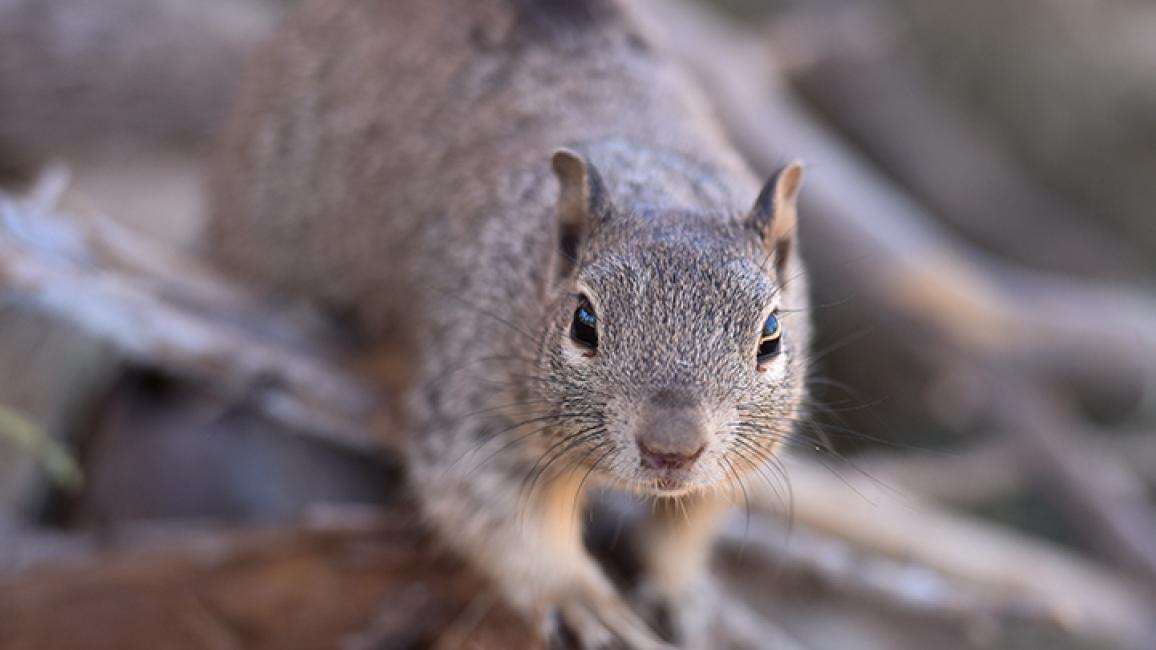 Baby-Rehabbed-Rock-Squirrel-9569MW.jpg