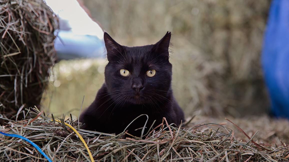 Barn-cat-Hansel-2996LF.jpg