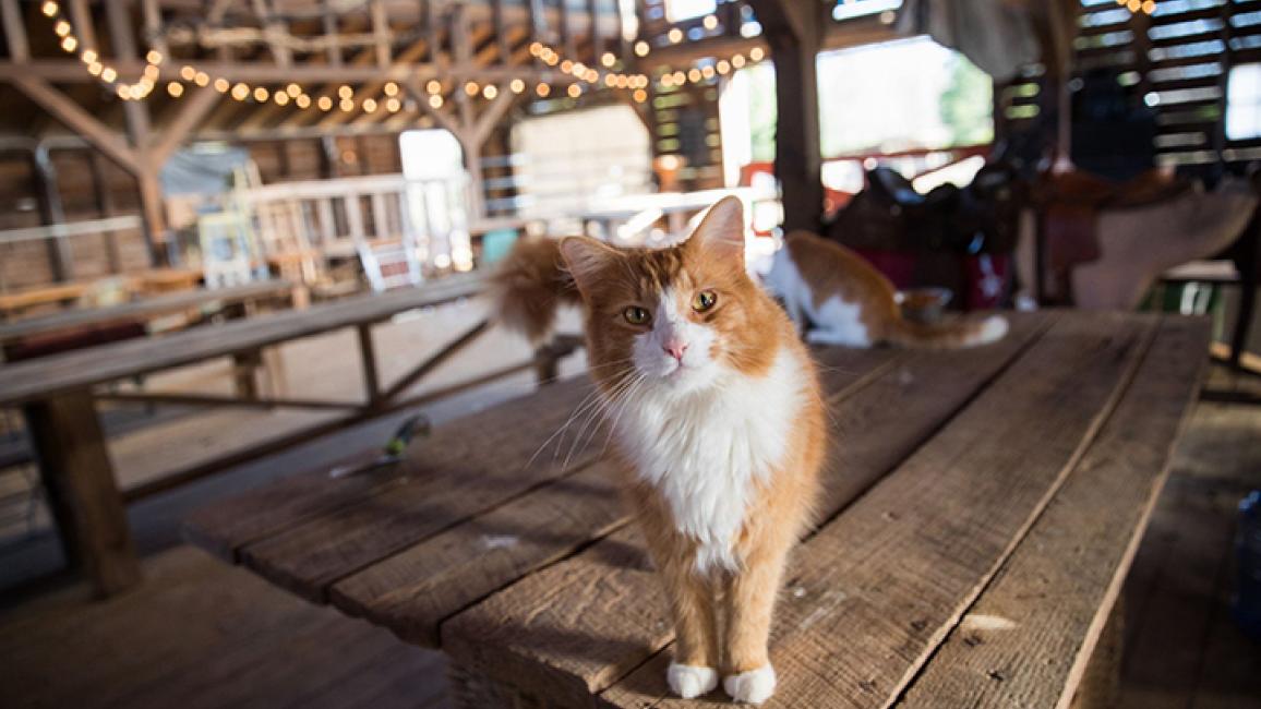 Fashion barn cat rescue near me