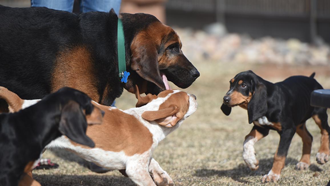 Bloodhound-socializes-puppies-Luther-Mallard-Merganser-6022MW.jpg