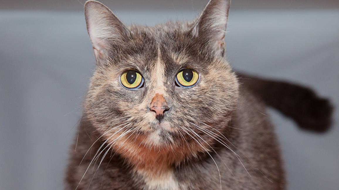 Cat-adoption-weight-loss-Tortie6604_LF.jpg