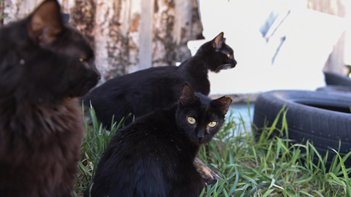 Community-cat-TNR-Joseph-Ferals-1397MW.jpg