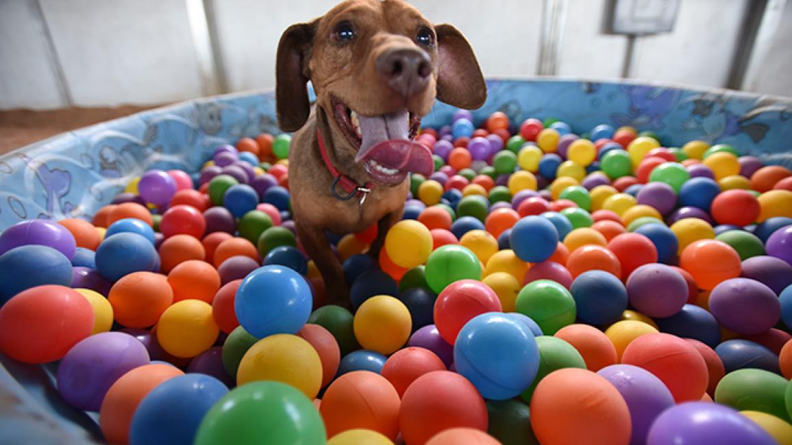 Dogtown-Drusilla-Ball-Pit-0944MW.jpg