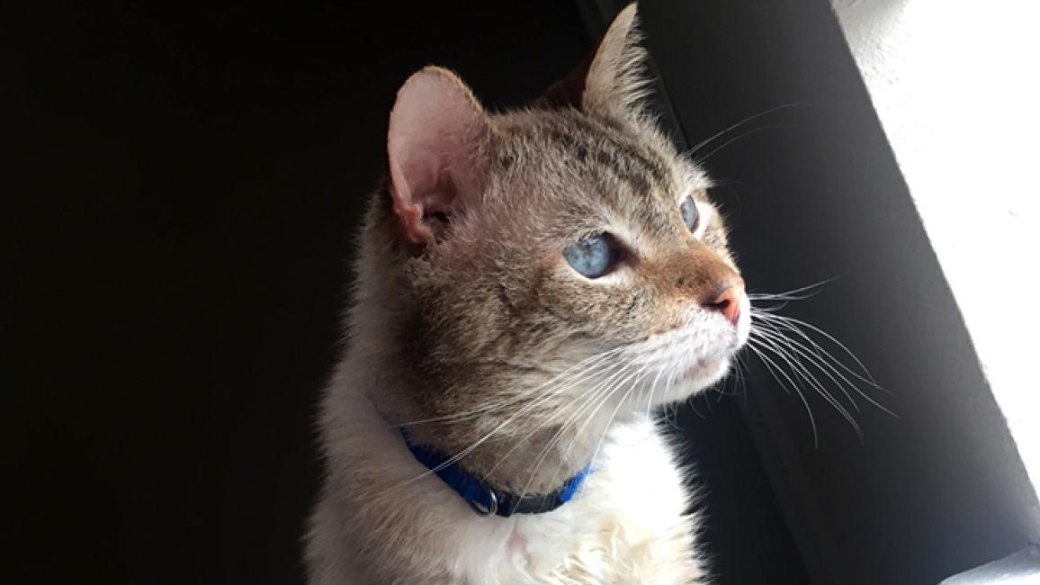 FIV-cat-Hubba-Bubba-profile.jpg