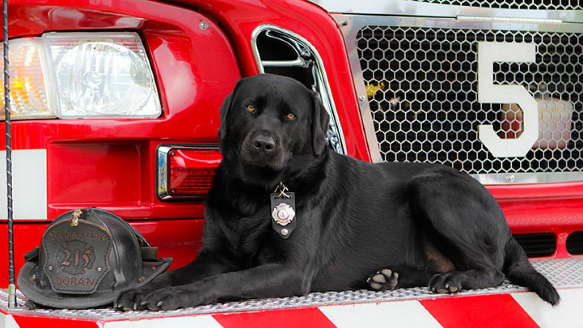 Firehouse-dog-Smokey-6070.jpg