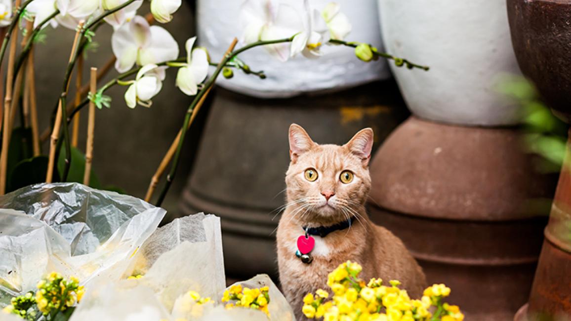 Flower-shop-cat-Tom-Adoption-3131SAx.jpg