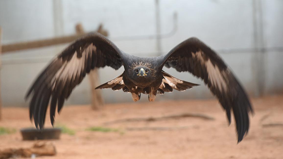 Golden-Eagle-rehabilitation-8737MW.jpg