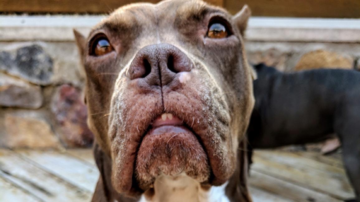 Houston Heartworm Dog | Best Friends Animal Society