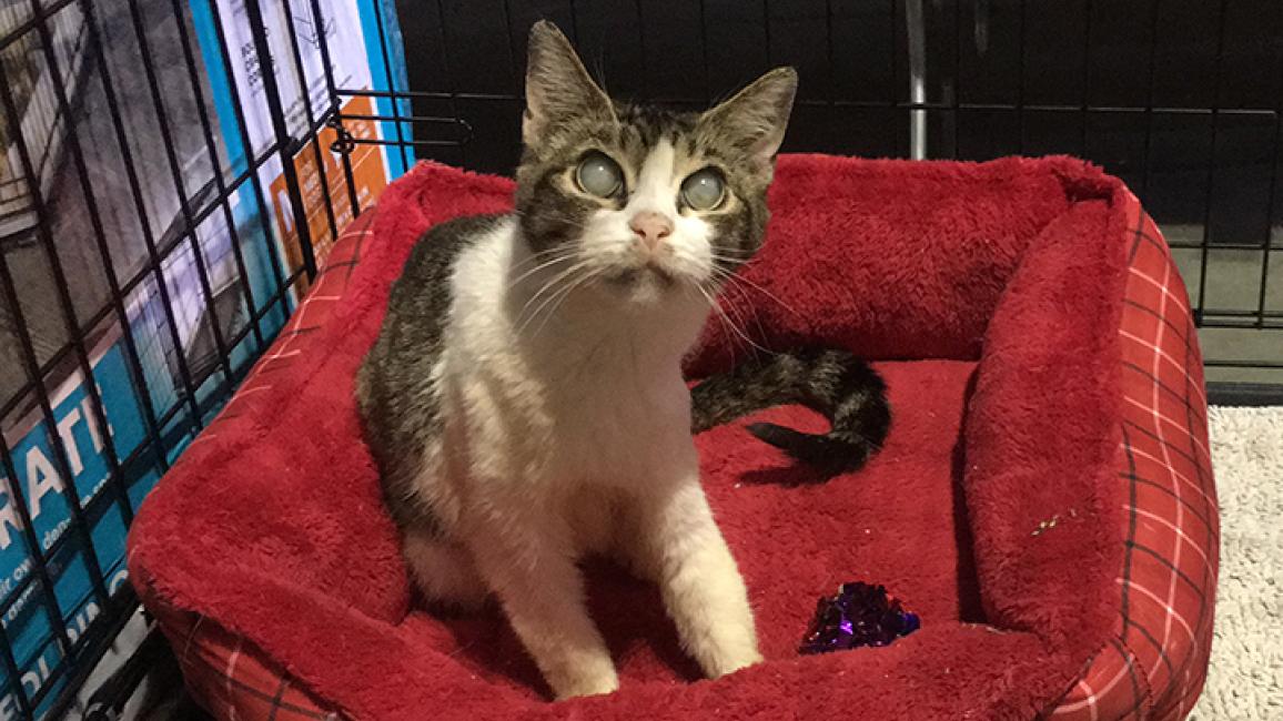 Hurricane-Harvey-rescued-cat-Senior-special-kitty-4KH.jpg