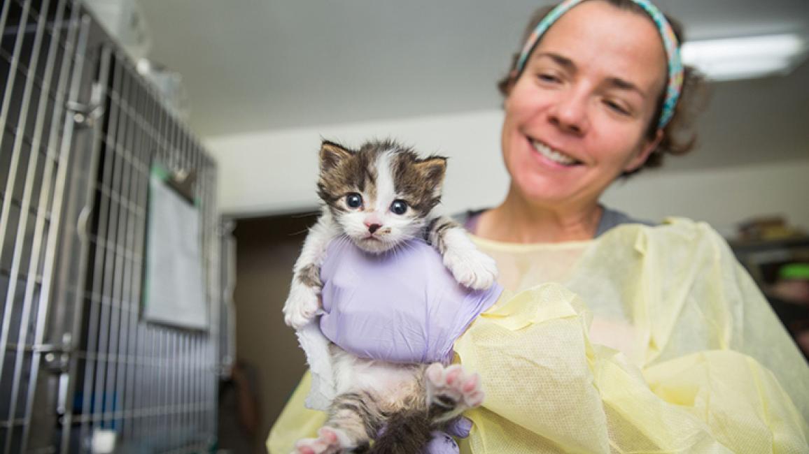Kitten-season-Dr-Tiny-Cat-Nancy-6322sak.jpg