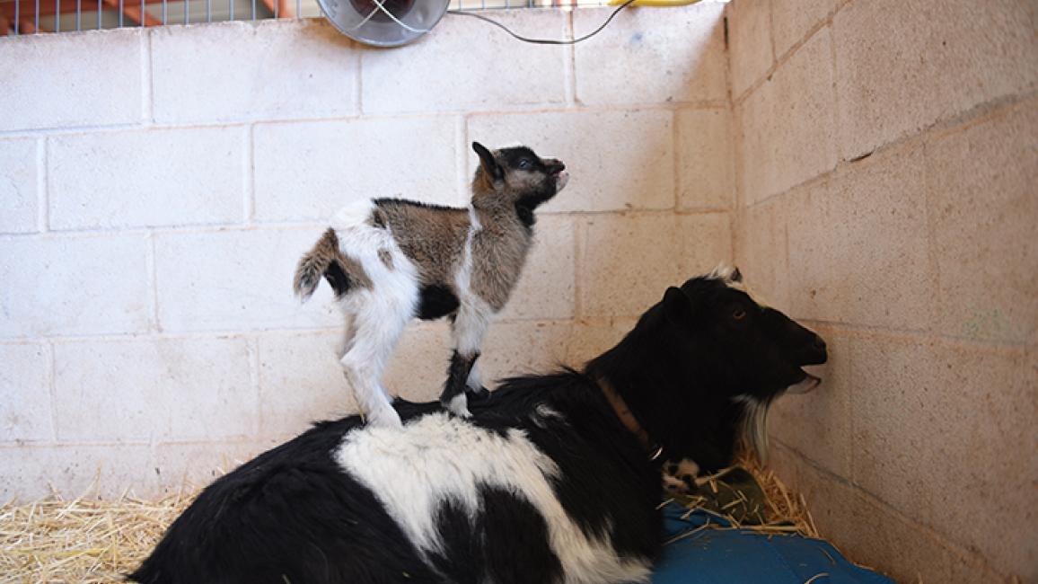 Mothers-Day-Erin-Crow-goats-9177MW.jpg