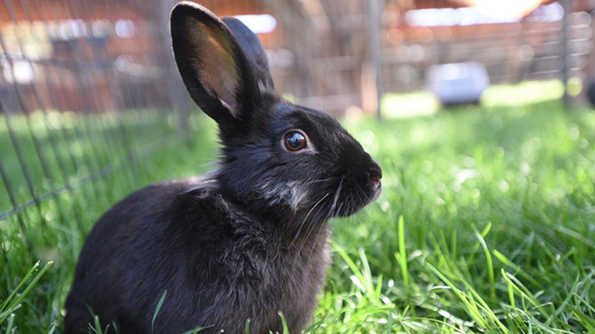 Partially Paralyzed Rabbit | Best Friends Animal Society