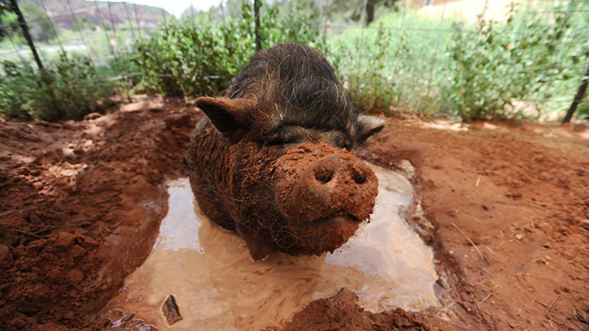 Piggy-Paradise-PJ-Mud-2697.jpg