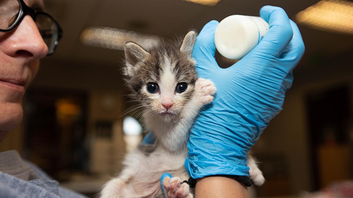 Saving-kittens-Los-Angeles-Clear-The-Nursery9547LF.jpg