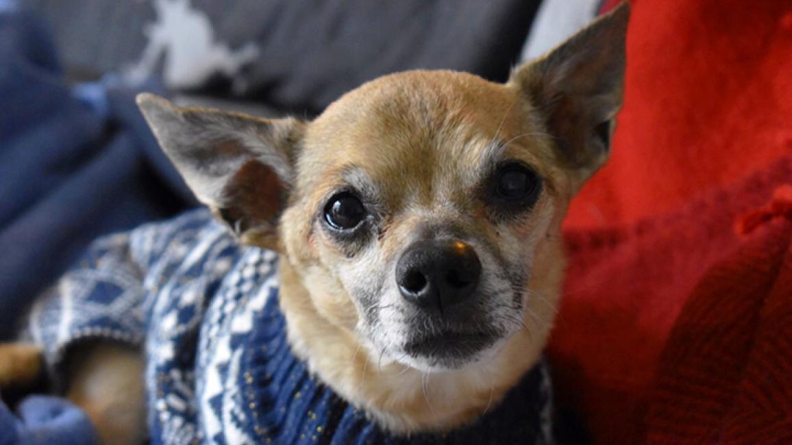 Senior-Chihuahua-adoption-Griff-3.jpg