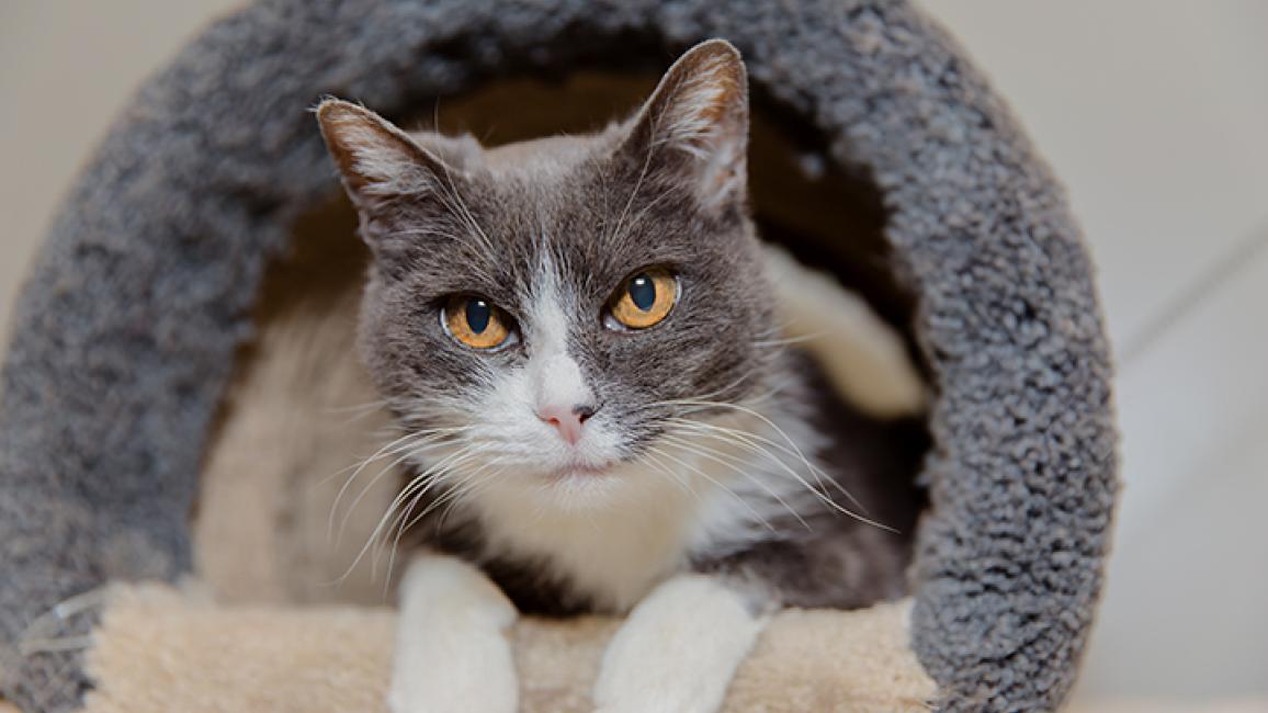 Senior-cat-Gloria-8285LF.jpg
