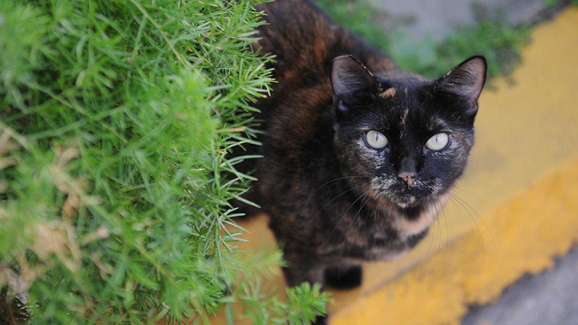 Tortoiseshell-feral-cat-eartip-6129-blog.jpg