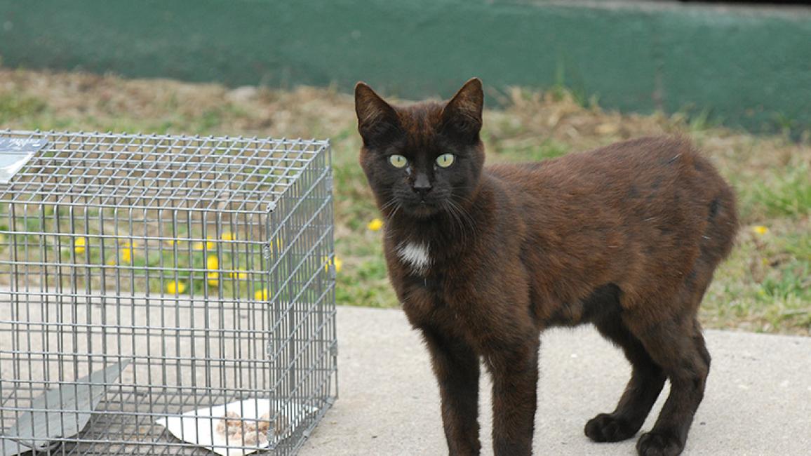 Cat-Trap-4642.jpg