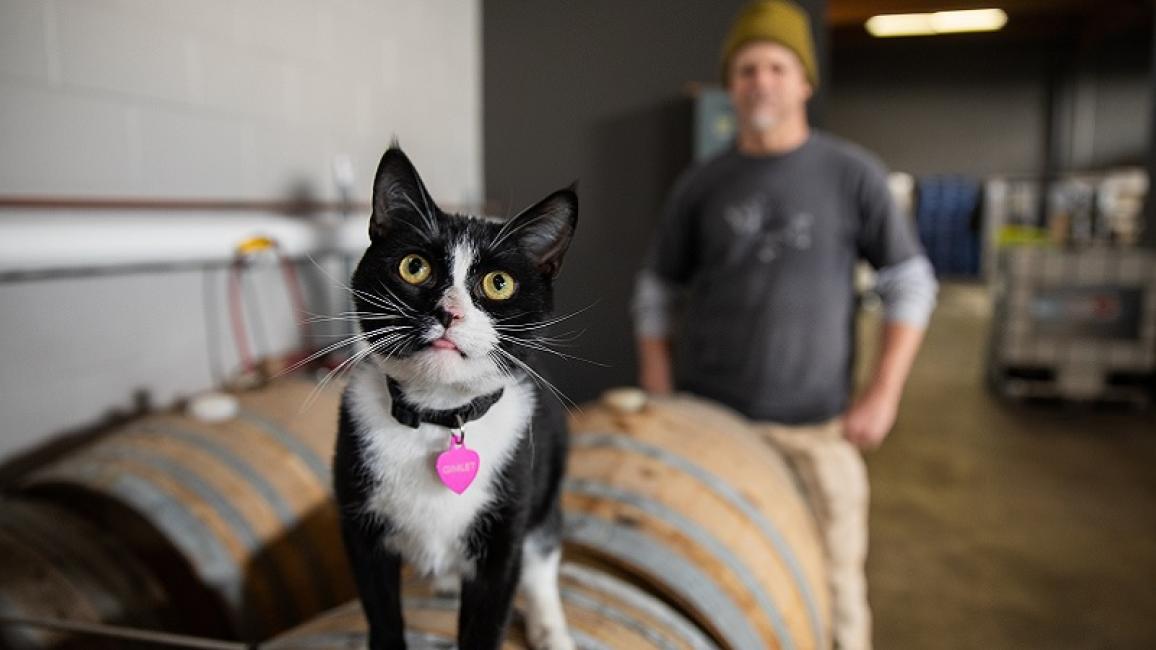 DistilleryCatGimlet9505sak_main image resized.jpg