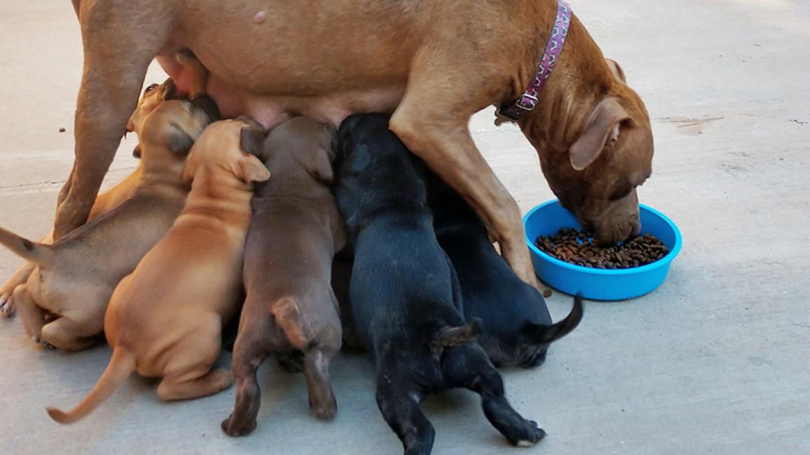 Dog-puppy-adoption-Frannie-Courtesy-of-Marnie-Anderson-2.jpg