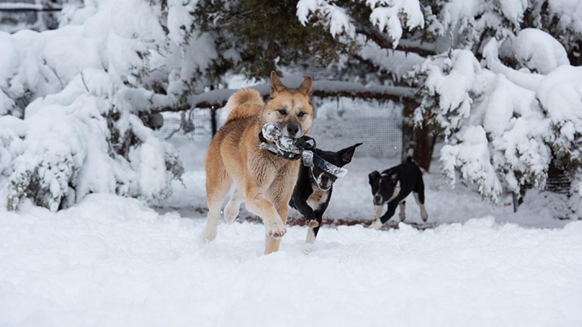 Dogs-snow-Day-FreyaSaberPinwheelSnow5139MW.jpg