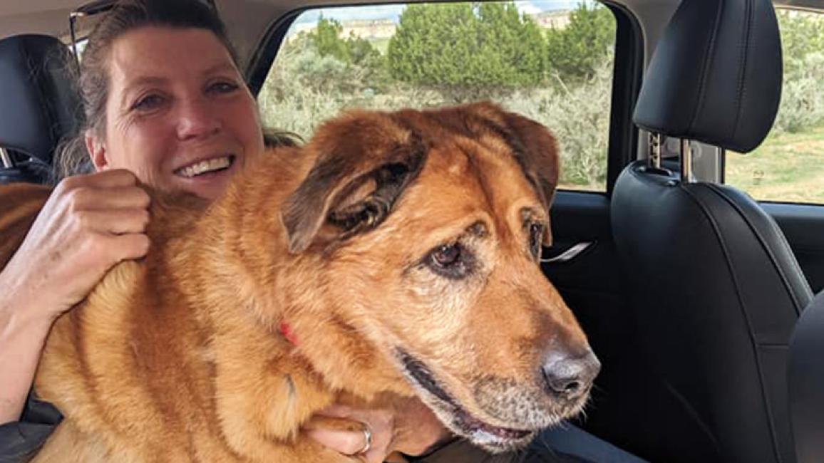 Elderly-dog-adoption-Spartacus-in-car.jpg