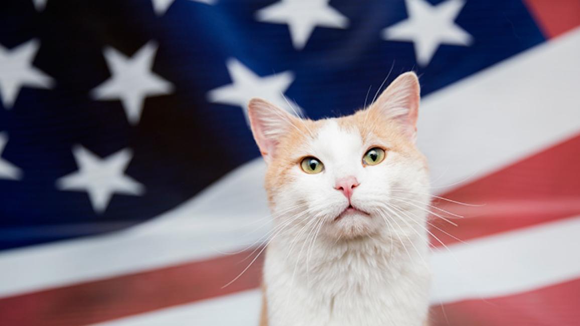 Independence-day-pet-safety-Fourth-Of-July-4838sak.jpg
