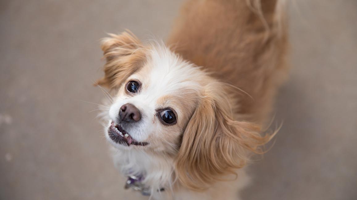 Sweet store little dog