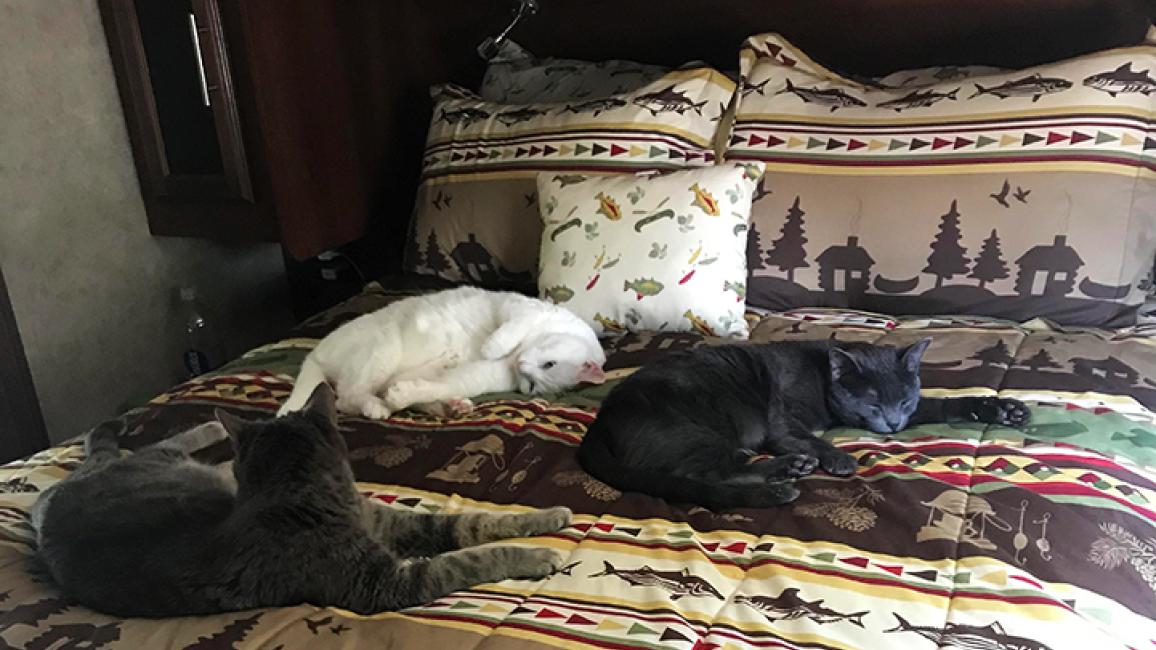 Lost-cat-Bentley-cats-bed.jpg