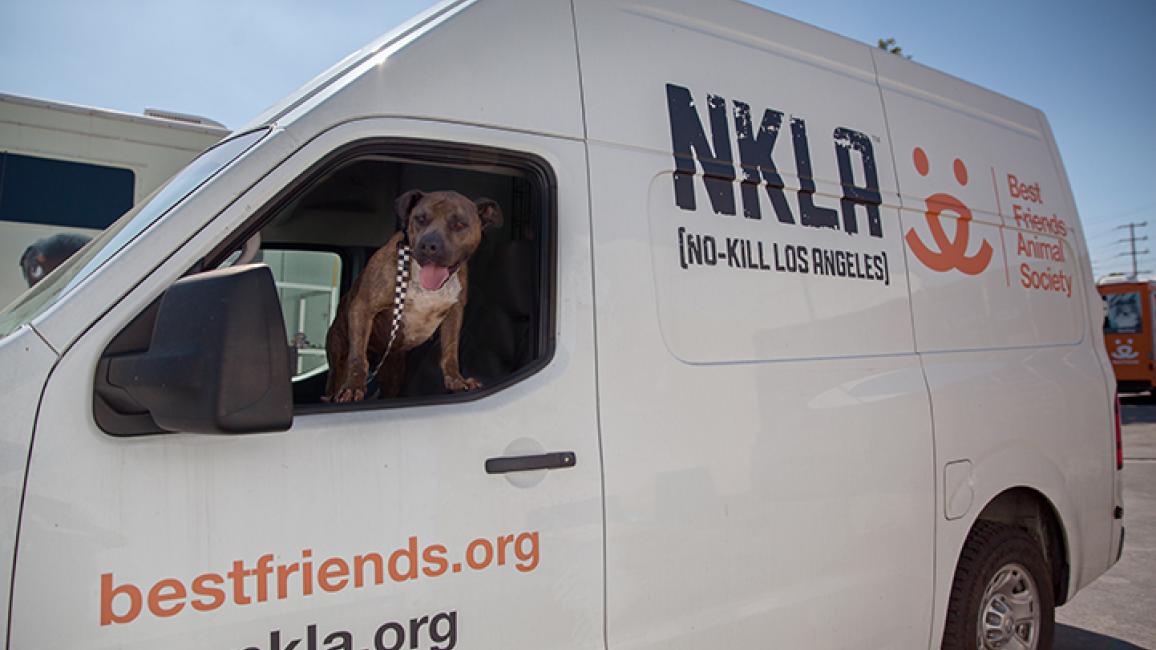 NKLA-Monty-dog-7824LF-blog.jpg