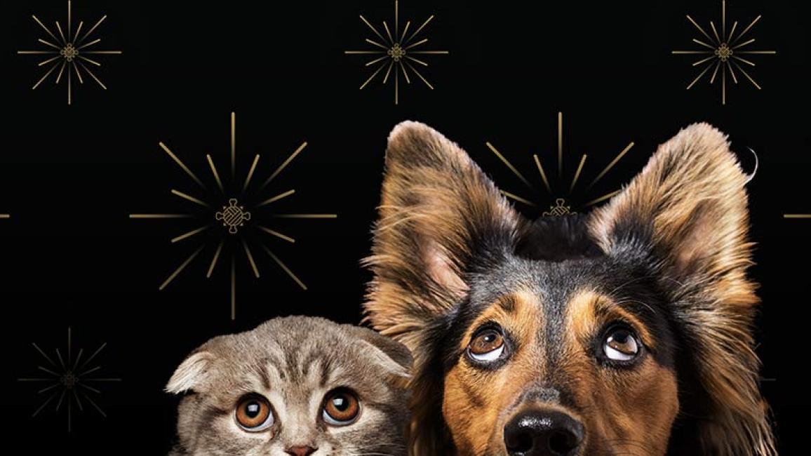 New-years-fireworks-pets-SURT-0120_HeroModule_NYE_3000w-from-HeelrCBD.jpg