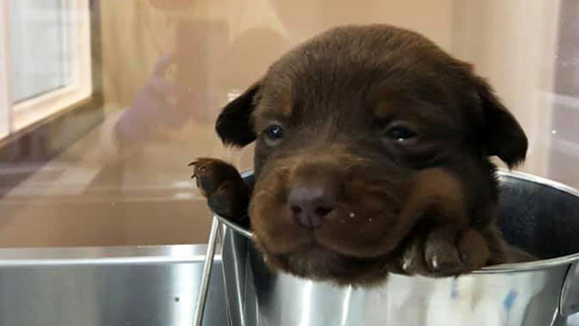 Orphaned-puppies-nursery-Brown-Puppy-in-Bucket-CourtesyJannaKruse.jpg