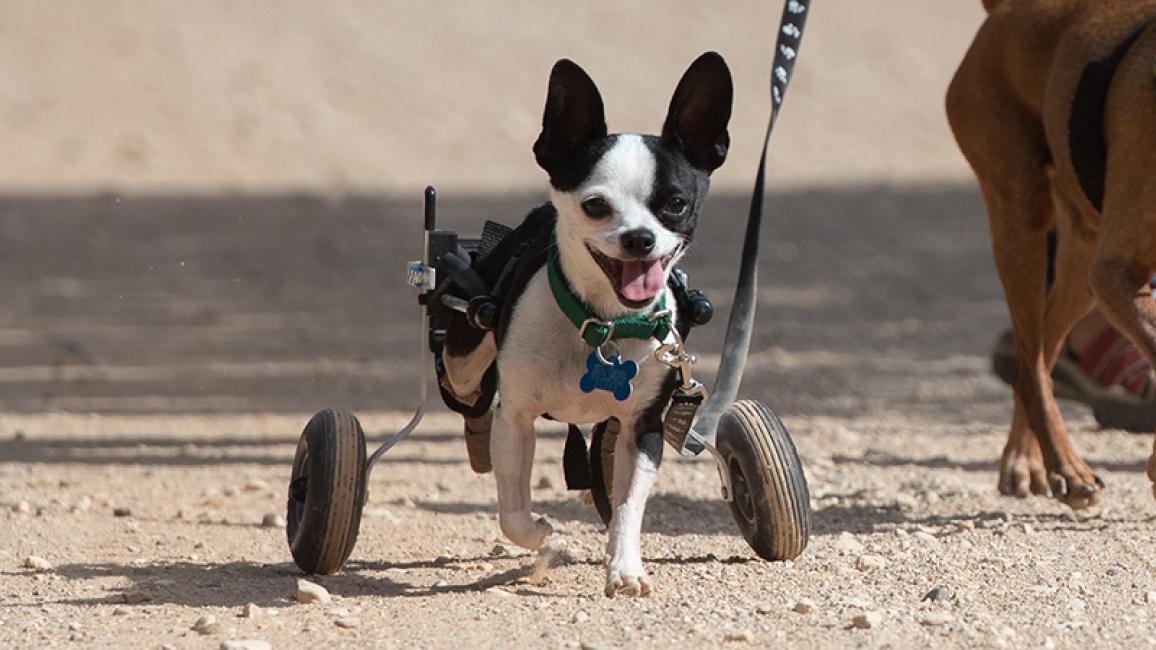 Paralyzed Chihuahua Uses Wheelchair | Best Friends Animal Society