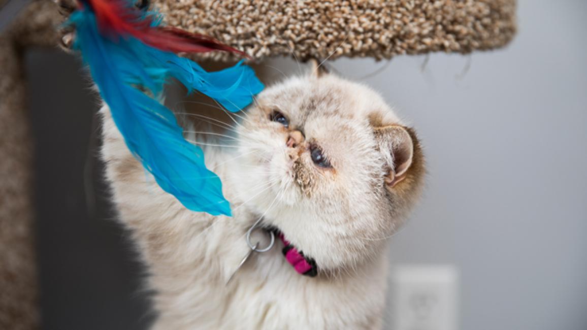 Persian-cat-adoption-Posh-Spice-8235sak.jpg