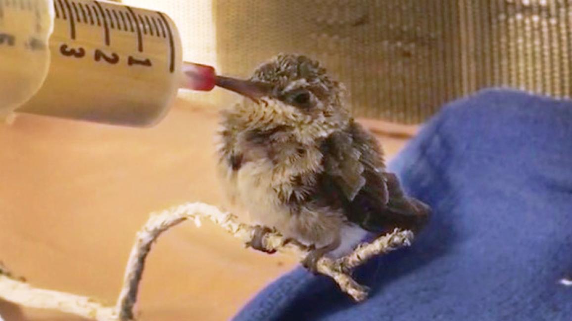 Rehabilitation-Baby-hummingbird-by-Brianna-Vlach-2.jpg