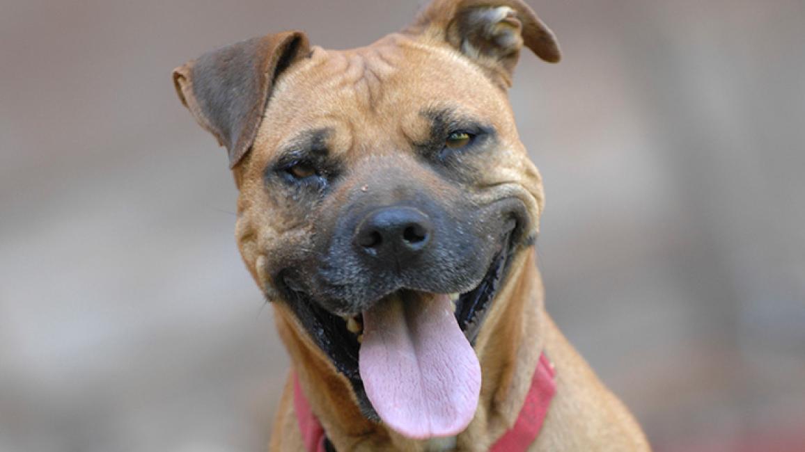 Vicktory Dog Layla Dies | Best Friends Animal Society