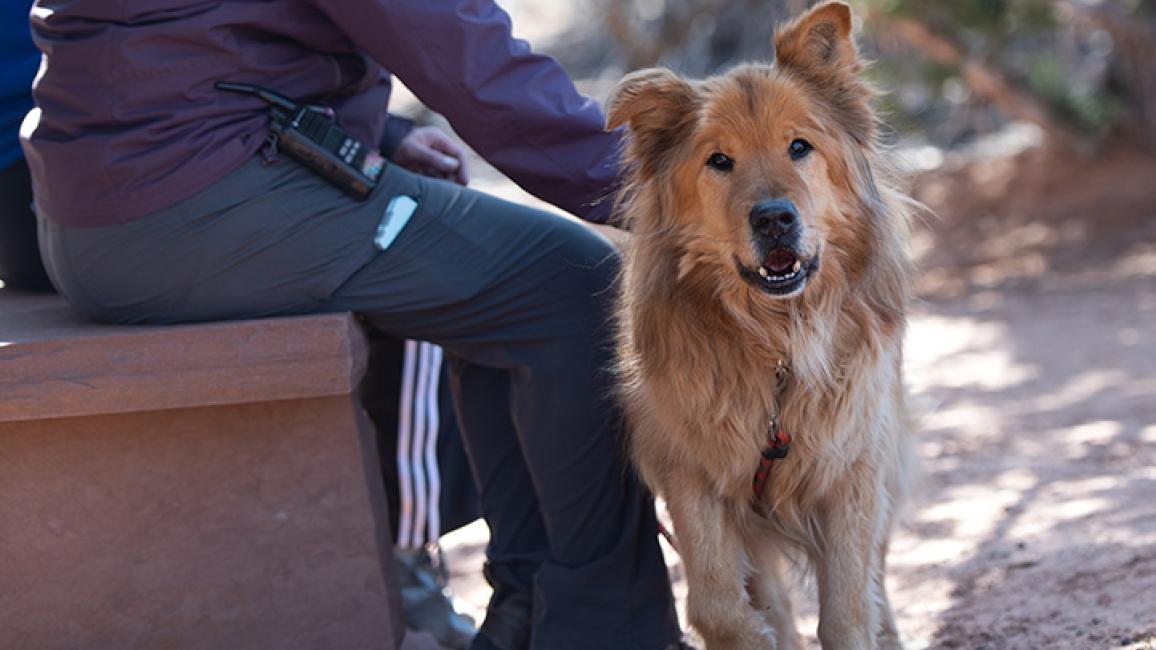 Chow with Food Resource Guarding Behavior Best Friends Animal Society