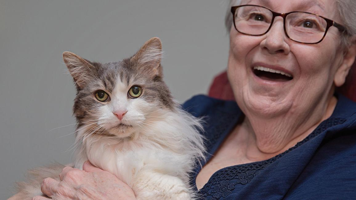 Elderly 2024 cat sanctuary