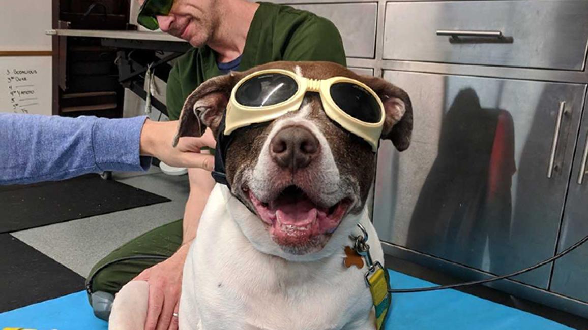 Senior-dog-adoption-Suki-glasses.jpg