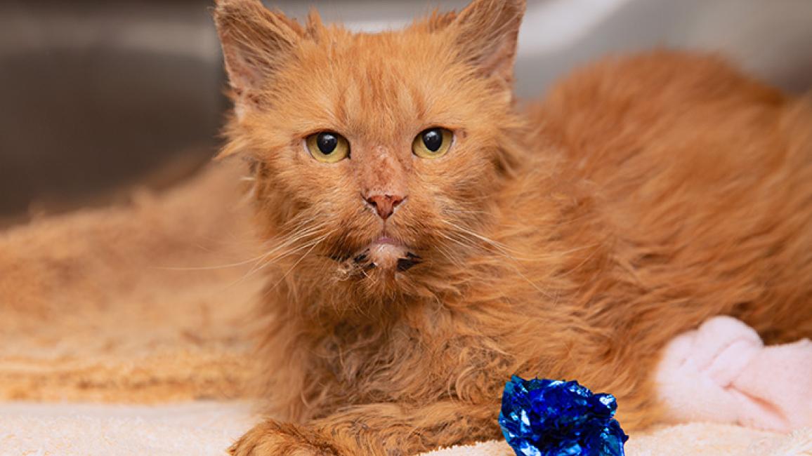 Senior-foster-cat-Peaches-5284LF.jpg