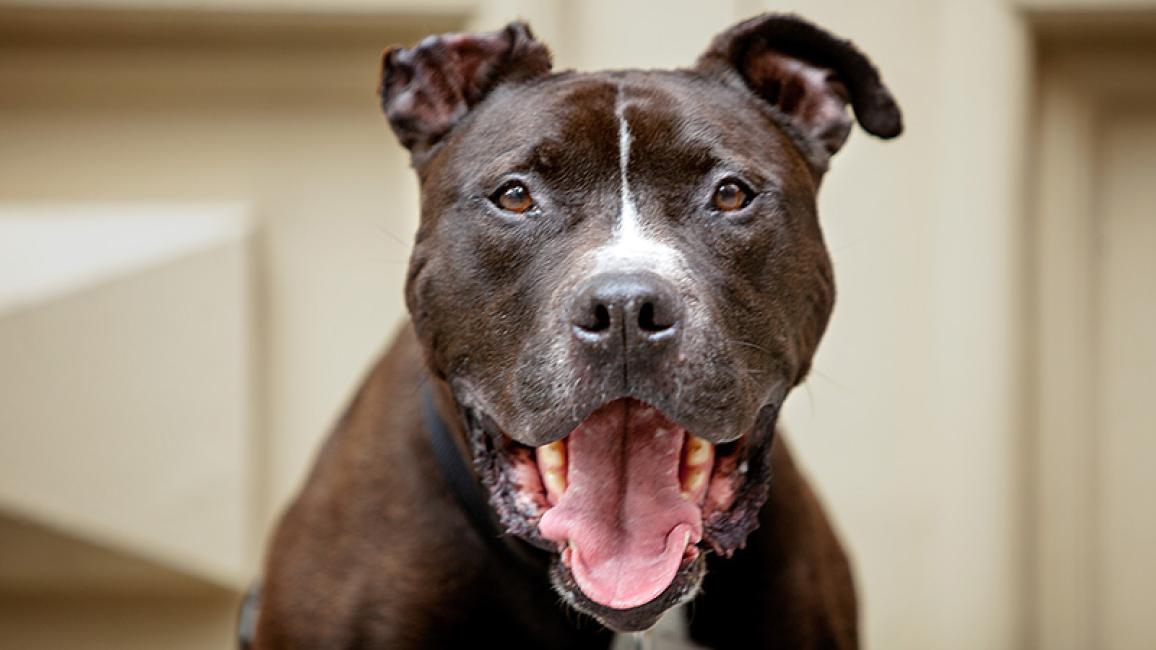 Senior-pit-bull-adoption-Apollo_0596_rs.jpg