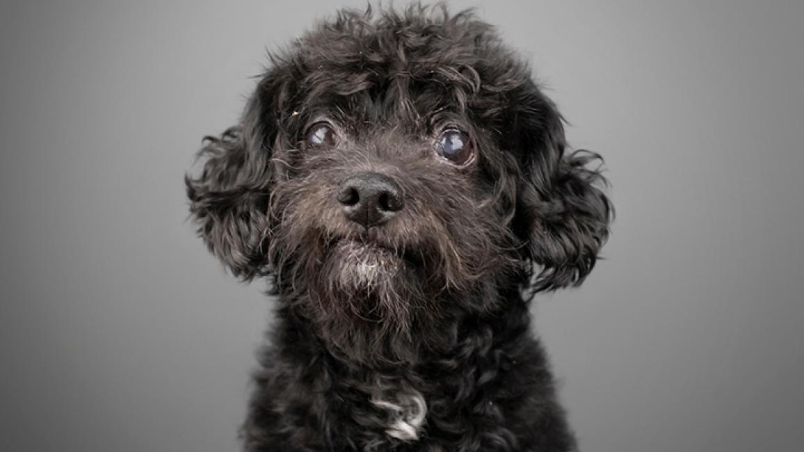 toy poodles up for adoption