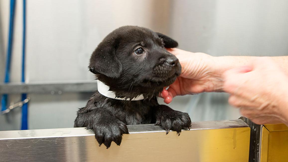 Shelter Dog Transports Save Rescue Pets | Best Friends Animal Society